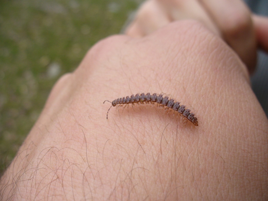 Un chilopode e 3 diplopodi da determinare. Mi aiutate?